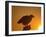 Bald Eagle Silhouette at Sunset, Kachemak Bay, Alaska, USA-Steve Kazlowski-Framed Photographic Print