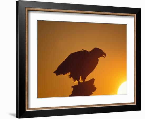 Bald Eagle Silhouette at Sunset, Kachemak Bay, Alaska, USA-Steve Kazlowski-Framed Photographic Print