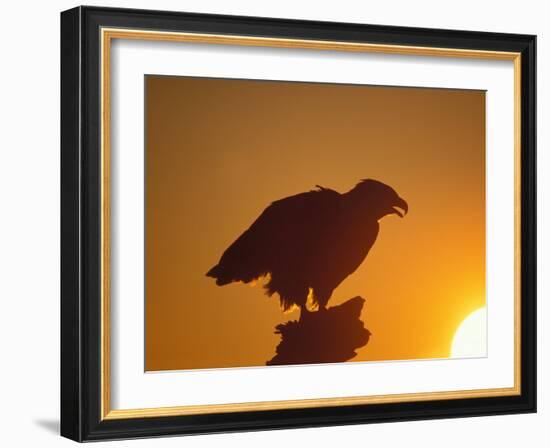Bald Eagle Silhouette at Sunset, Kachemak Bay, Alaska, USA-Steve Kazlowski-Framed Photographic Print