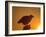 Bald Eagle Silhouette at Sunset, Kachemak Bay, Alaska, USA-Steve Kazlowski-Framed Photographic Print