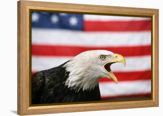 Bald Eagle Squawking with American Flag-W. Perry Conway-Framed Premier Image Canvas