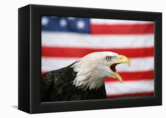 Bald Eagle Squawking with American Flag-W. Perry Conway-Framed Premier Image Canvas