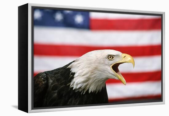 Bald Eagle Squawking with American Flag-W. Perry Conway-Framed Premier Image Canvas