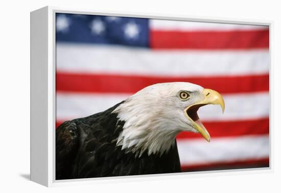 Bald Eagle Squawking with American Flag-W. Perry Conway-Framed Premier Image Canvas