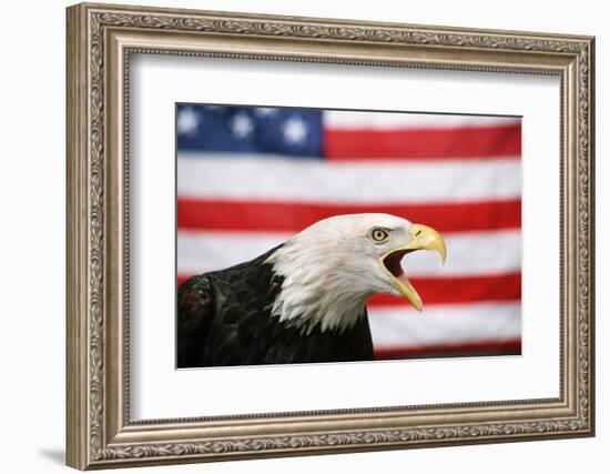 Bald Eagle Squawking with American Flag-W. Perry Conway-Framed Photographic Print