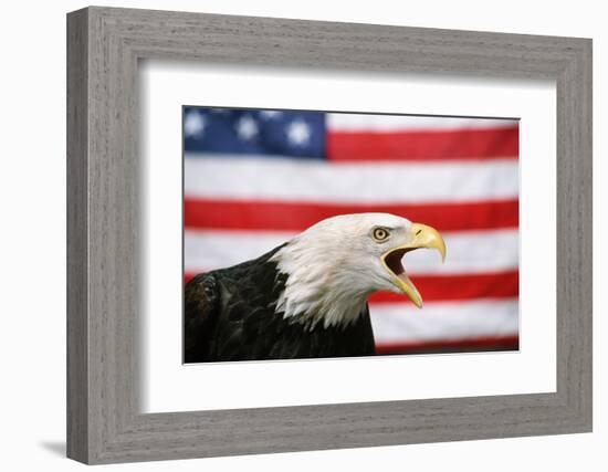 Bald Eagle Squawking with American Flag-W. Perry Conway-Framed Photographic Print