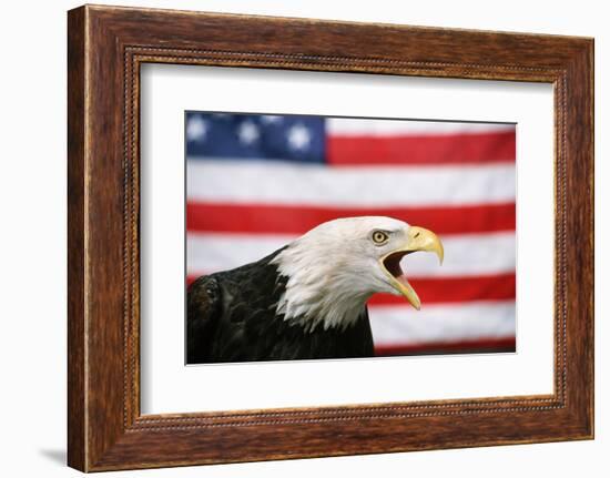 Bald Eagle Squawking with American Flag-W. Perry Conway-Framed Photographic Print