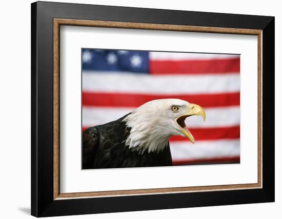 Bald Eagle Squawking with American Flag-W. Perry Conway-Framed Photographic Print