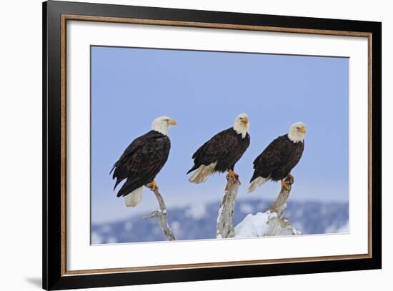 Bald Eagle Three-null-Framed Photographic Print