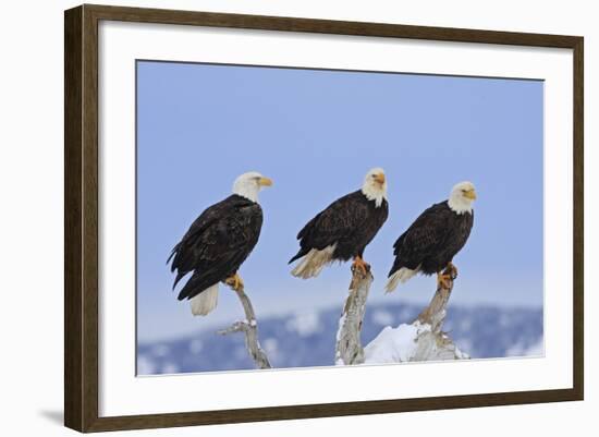 Bald Eagle Three-null-Framed Photographic Print