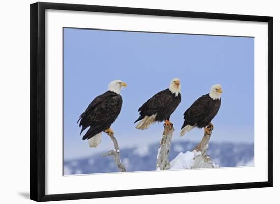 Bald Eagle Three-null-Framed Photographic Print