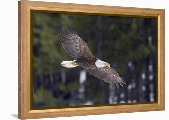 Bald Eagle, winter flight-Ken Archer-Framed Premier Image Canvas