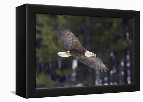 Bald Eagle, winter flight-Ken Archer-Framed Premier Image Canvas