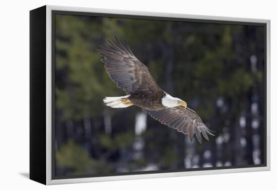 Bald Eagle, winter flight-Ken Archer-Framed Premier Image Canvas