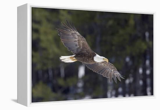 Bald Eagle, winter flight-Ken Archer-Framed Premier Image Canvas