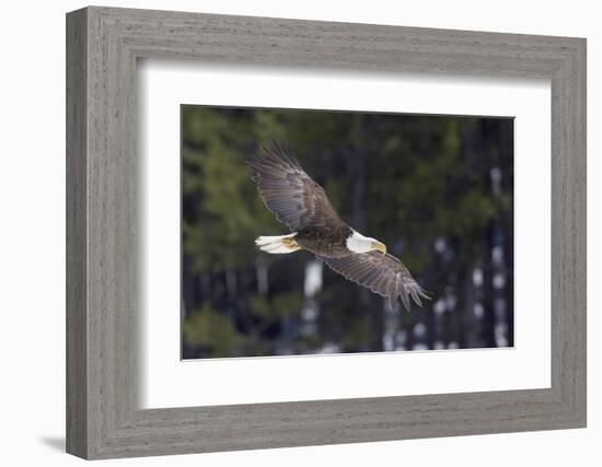 Bald Eagle, winter flight-Ken Archer-Framed Photographic Print