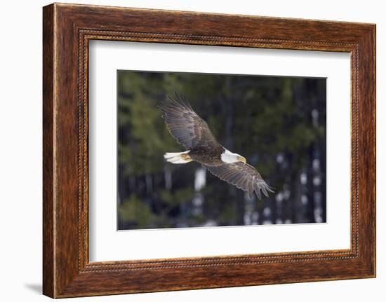 Bald Eagle, winter flight-Ken Archer-Framed Photographic Print