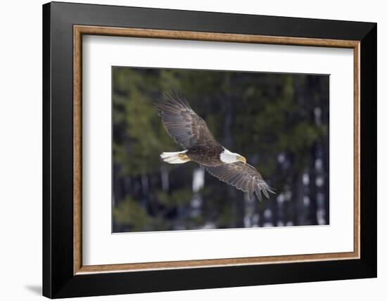 Bald Eagle, winter flight-Ken Archer-Framed Photographic Print