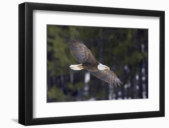 Bald Eagle, winter flight-Ken Archer-Framed Photographic Print