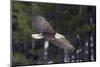 Bald Eagle, winter flight-Ken Archer-Mounted Photographic Print