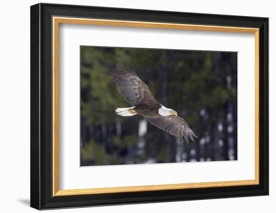 Bald Eagle, winter flight-Ken Archer-Framed Photographic Print