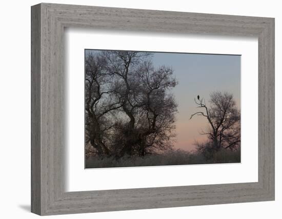 Bald Eagle, Winter Silhouette-Ken Archer-Framed Photographic Print