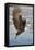 Bald Eagle with Fish in it's Talons-Hal Beral-Framed Premier Image Canvas