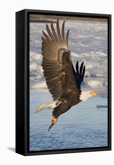 Bald Eagle with Fish in it's Talons-Hal Beral-Framed Premier Image Canvas