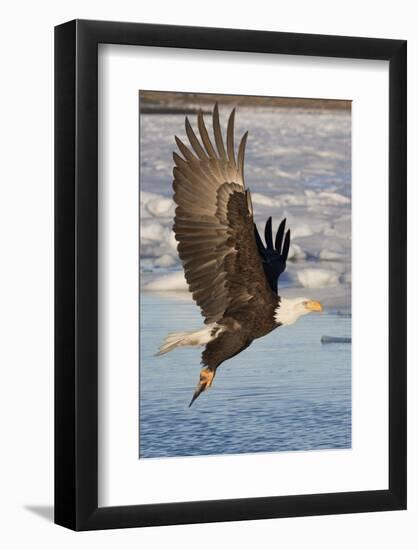 Bald Eagle with Fish in it's Talons-Hal Beral-Framed Photographic Print