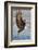 Bald Eagle with Fish in it's Talons-Hal Beral-Framed Photographic Print