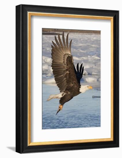 Bald Eagle with Fish in it's Talons-Hal Beral-Framed Photographic Print