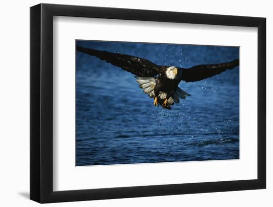 Bald Eagle with Fish in Talons-W. Perry Conway-Framed Photographic Print