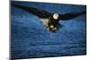 Bald Eagle with Fish in Talons-W. Perry Conway-Mounted Photographic Print