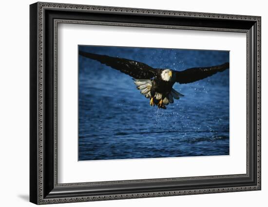 Bald Eagle with Fish in Talons-W. Perry Conway-Framed Photographic Print