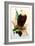 Bald Eagle with Flag-American School-Framed Giclee Print