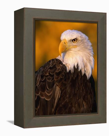 Bald Eagle-W^ Perry Conway-Framed Premier Image Canvas