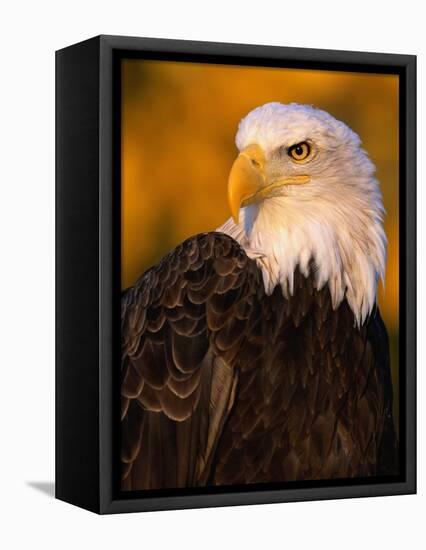 Bald Eagle-W^ Perry Conway-Framed Premier Image Canvas