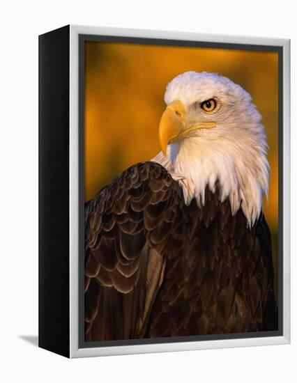 Bald Eagle-W^ Perry Conway-Framed Premier Image Canvas