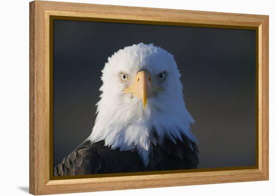 Bald Eagle-Paul Souders-Framed Premier Image Canvas