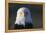 Bald Eagle-Paul Souders-Framed Premier Image Canvas