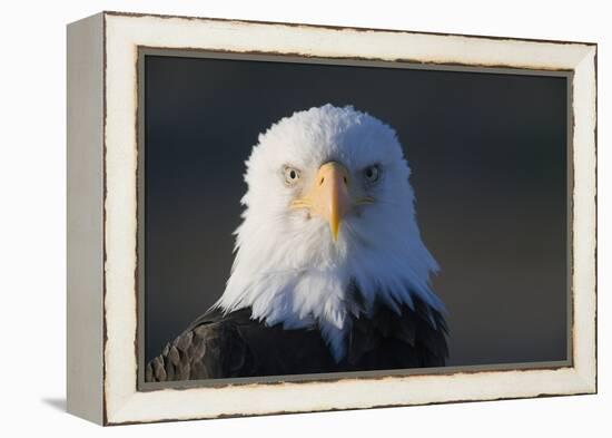 Bald Eagle-Paul Souders-Framed Premier Image Canvas