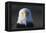 Bald Eagle-Paul Souders-Framed Premier Image Canvas