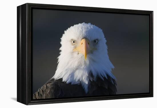 Bald Eagle-Paul Souders-Framed Premier Image Canvas