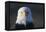 Bald Eagle-Paul Souders-Framed Premier Image Canvas