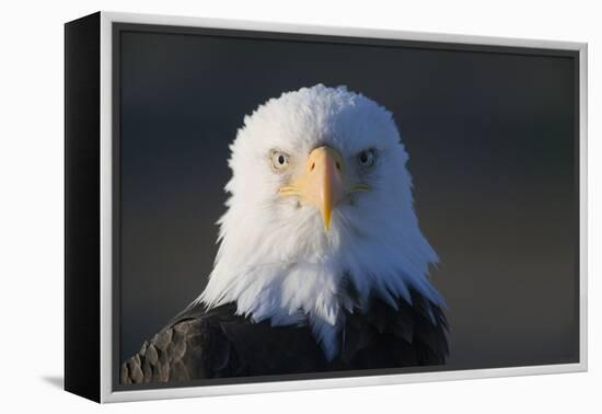 Bald Eagle-Paul Souders-Framed Premier Image Canvas