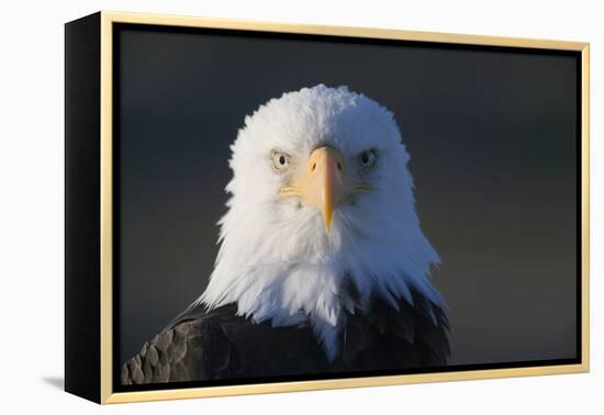 Bald Eagle-Paul Souders-Framed Premier Image Canvas