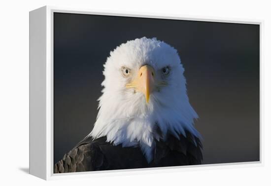 Bald Eagle-Paul Souders-Framed Premier Image Canvas