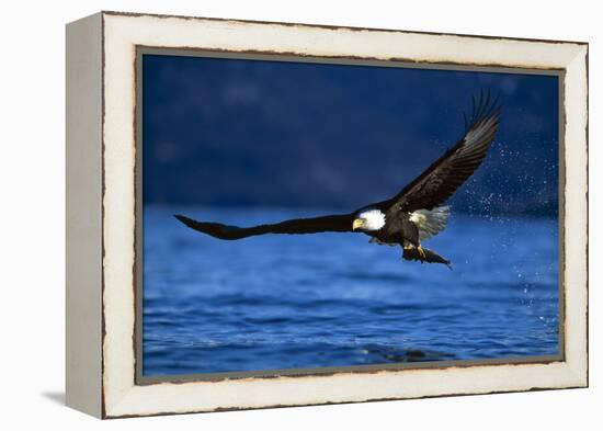 Bald Eagle-null-Framed Premier Image Canvas