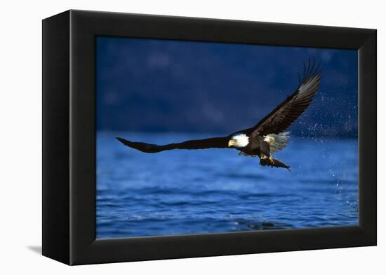 Bald Eagle-null-Framed Premier Image Canvas