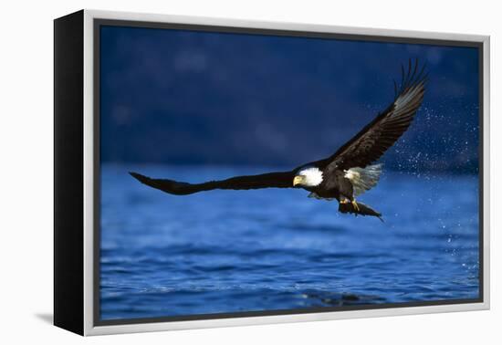 Bald Eagle-null-Framed Premier Image Canvas